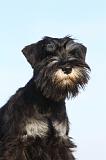 SCHNAUZER NAIN 037